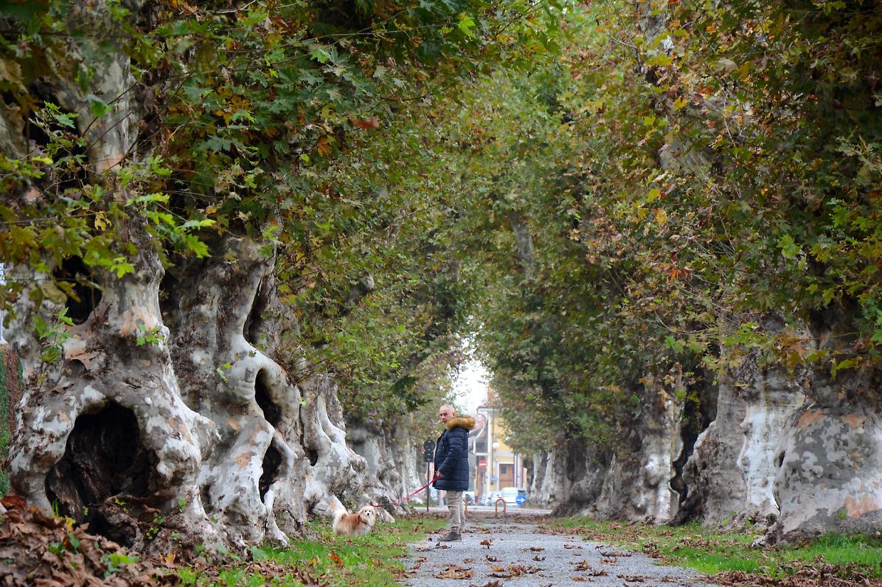 Manutenzione per gli Alberi Napoleonici di Cherasco