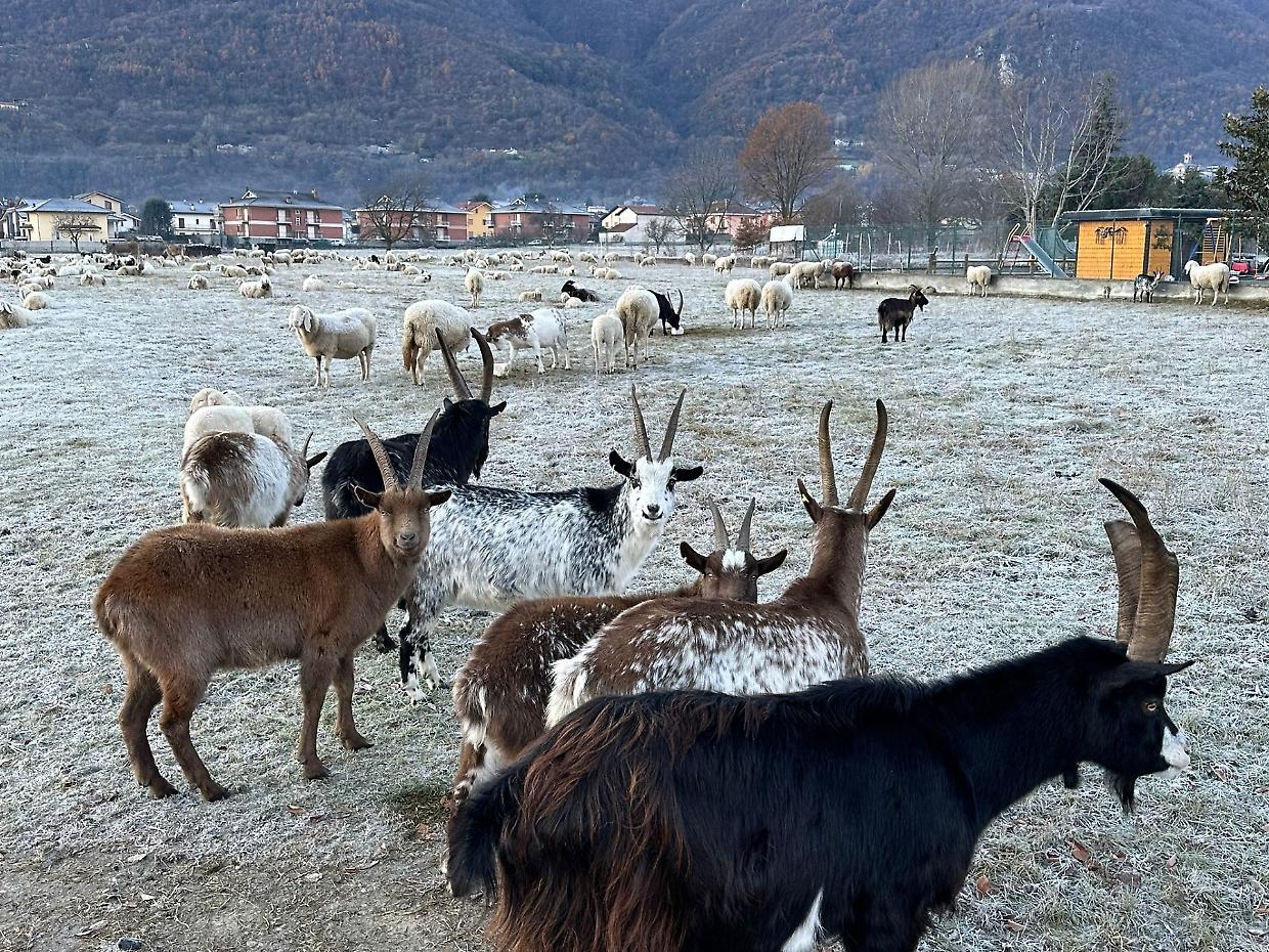 "Impedire gli accoppiamenti con gli stambecchi": al via l'abbattimento delle capre inselvatichite in Valsusa