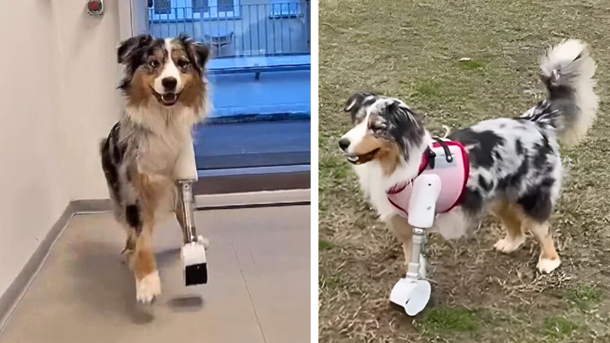Una zampa bionica stampata in 3D e il cane amputato torna a correre