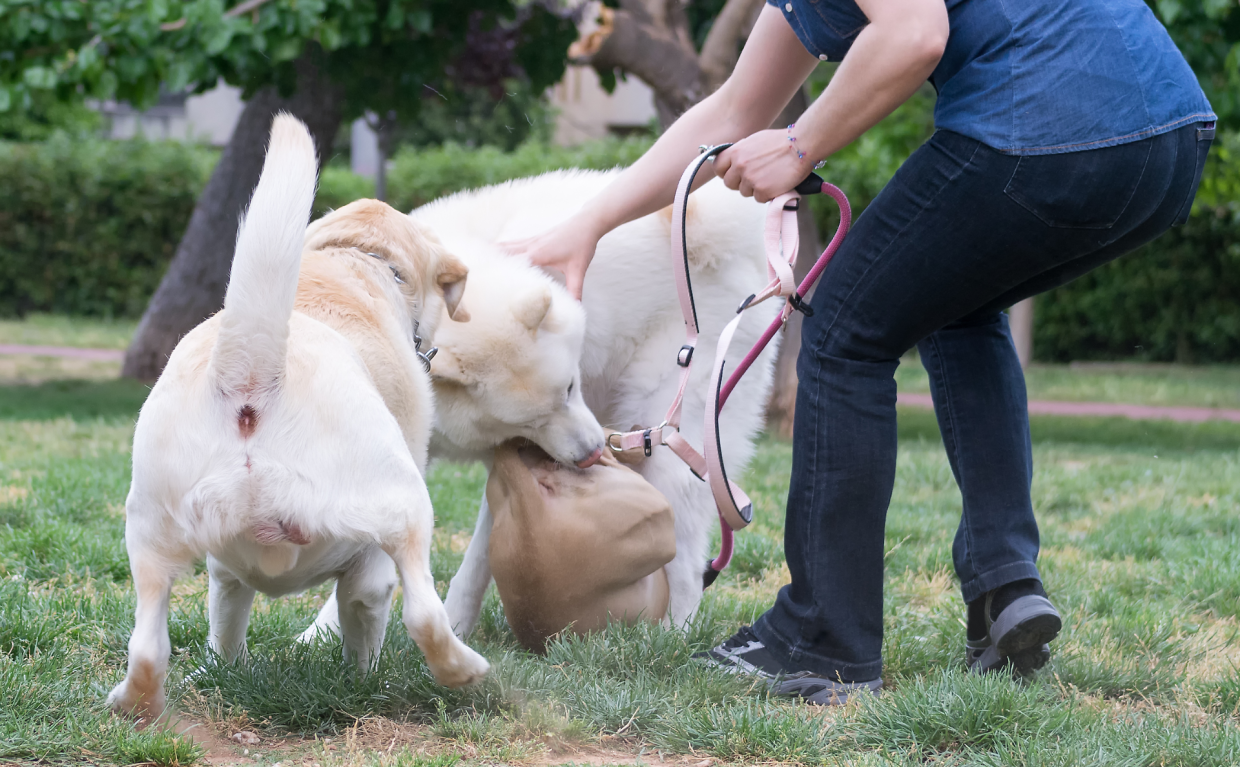 Botte al cane e coltellate al vicino di casa: condannato l'ex consigliere comunale