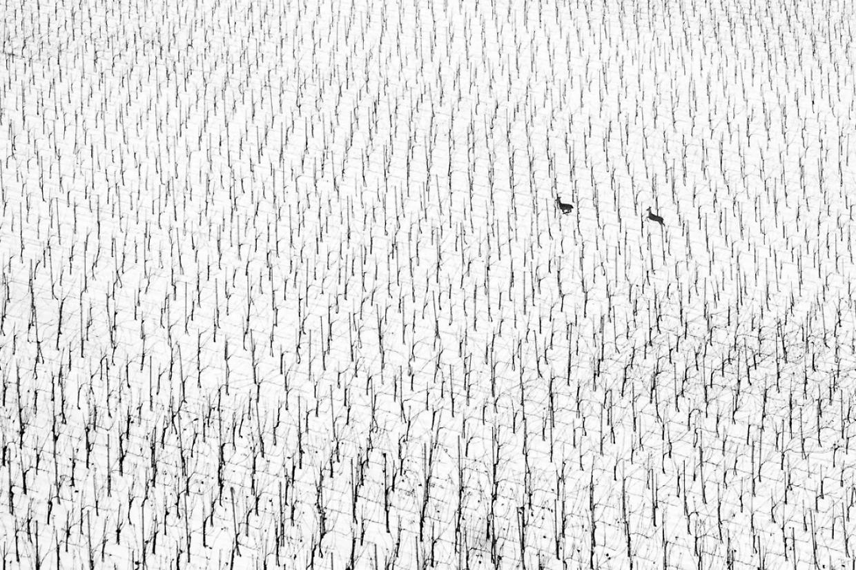 I vincitori del World Nature Photography Awards 2025