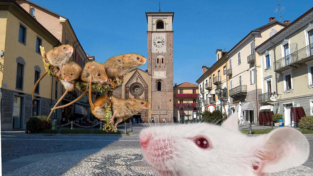 Allarme topi a Chivasso, trovate tracce vicino a scuola e municipio