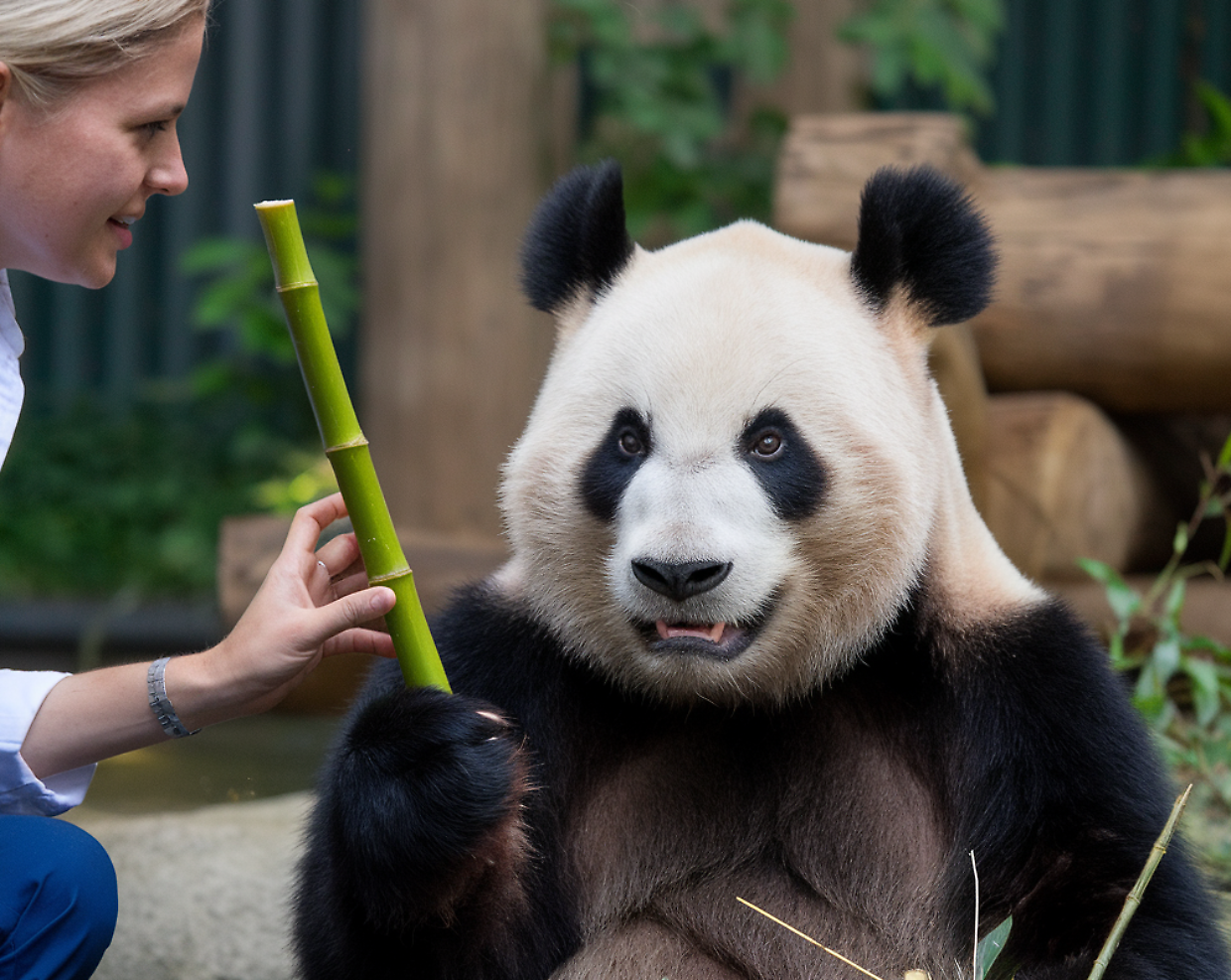 Perché i panda mangiano solo bambù?