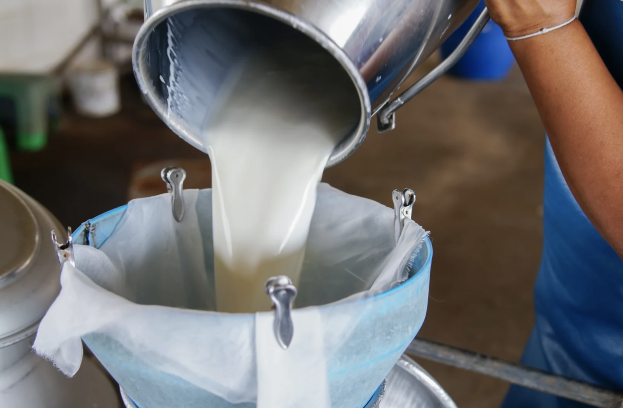 Latte crudo: numerosi benefici e rischi per la salute