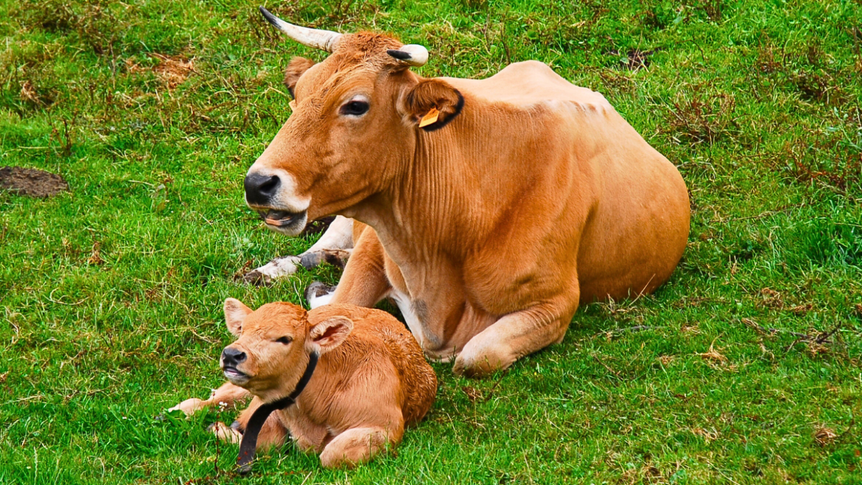 Una mucca partorisce in mezzo alla strada, caos sulla provinciale in Canavese