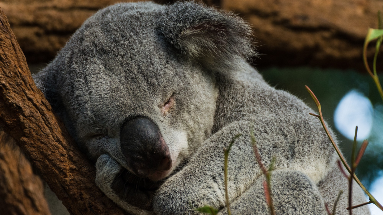 Australia, abbattuti oltre 750 koala da elicotteri: bufera sul governo del Victoria