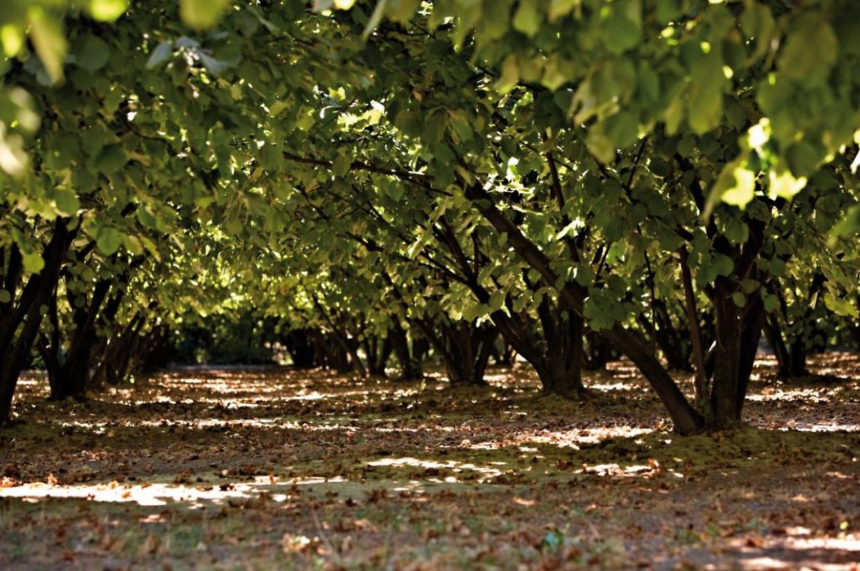 Piemonte investe 250mila euro nella nocciola Tonda Gentile Trilobata: miglioramento genetico in tre anni