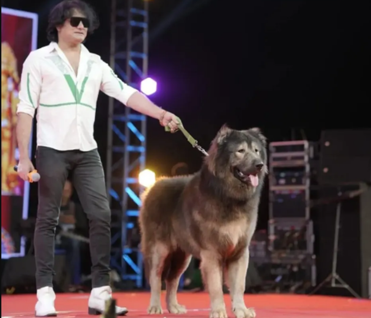 Vale quanto una Ferrari oppure un castello, ecco qual è il cane più caro del mondo e dove lo si può trovare