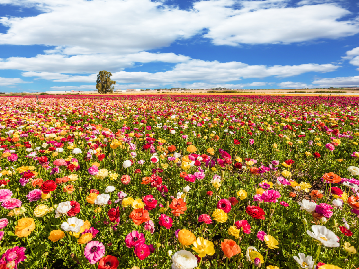 Arriva la primavera: ecco giorno e ora dell&rsquo;equinozio (e cosa cambia davvero)