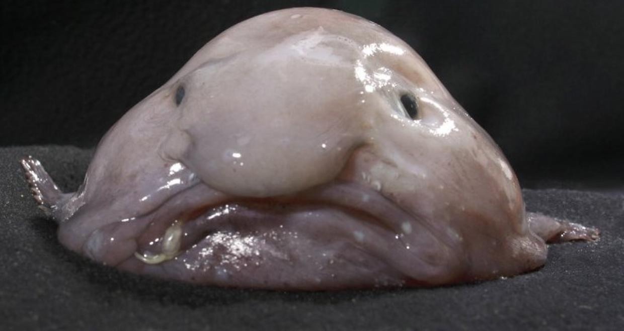 Il pesce più brutto del mondo diventa "pesce dell'anno" in Nuova Zelanda, il riscatto del Blob fish