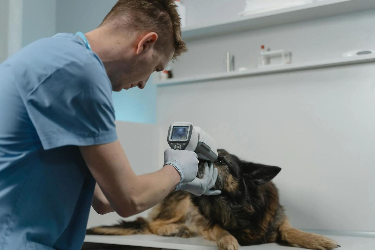 Cure veterinarie gratuite per le famiglie più fragili: il Piemonte è la prima regione in Italia