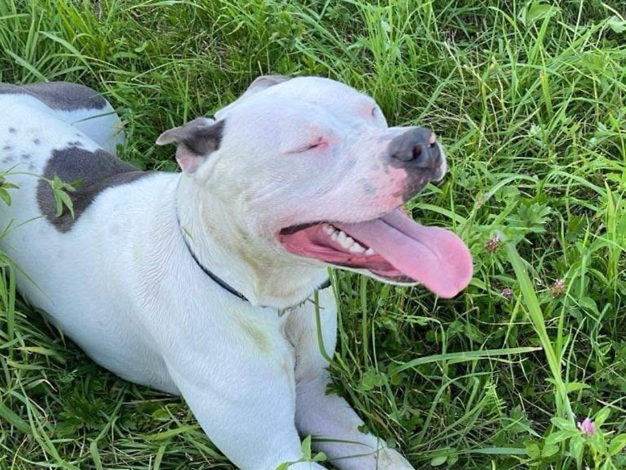 Rollo aspetta di essere adottato o finir&agrave; in canile