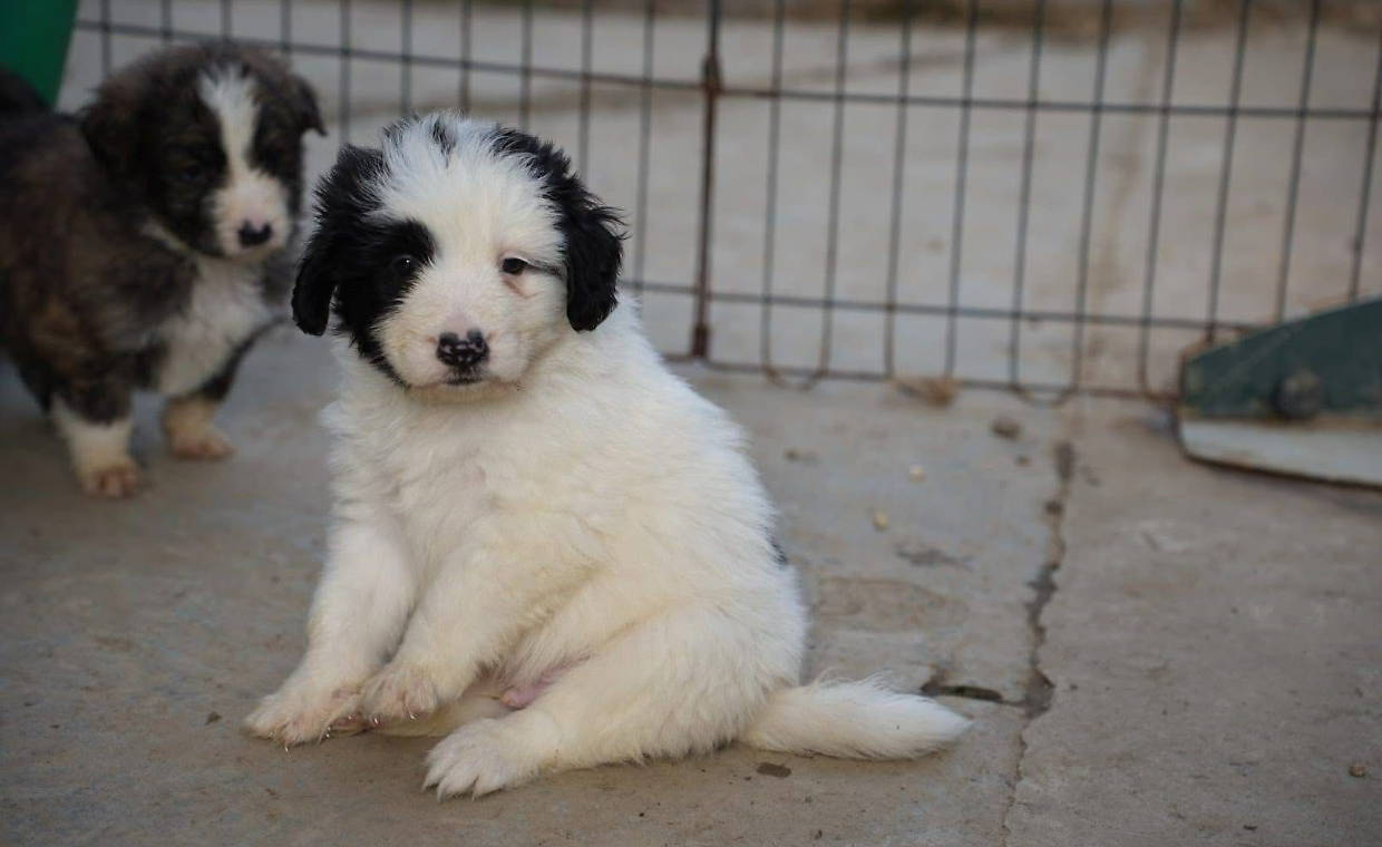 L'allegra cucciolata: dei pelosetti di 35 giorni con tanto amore da dare