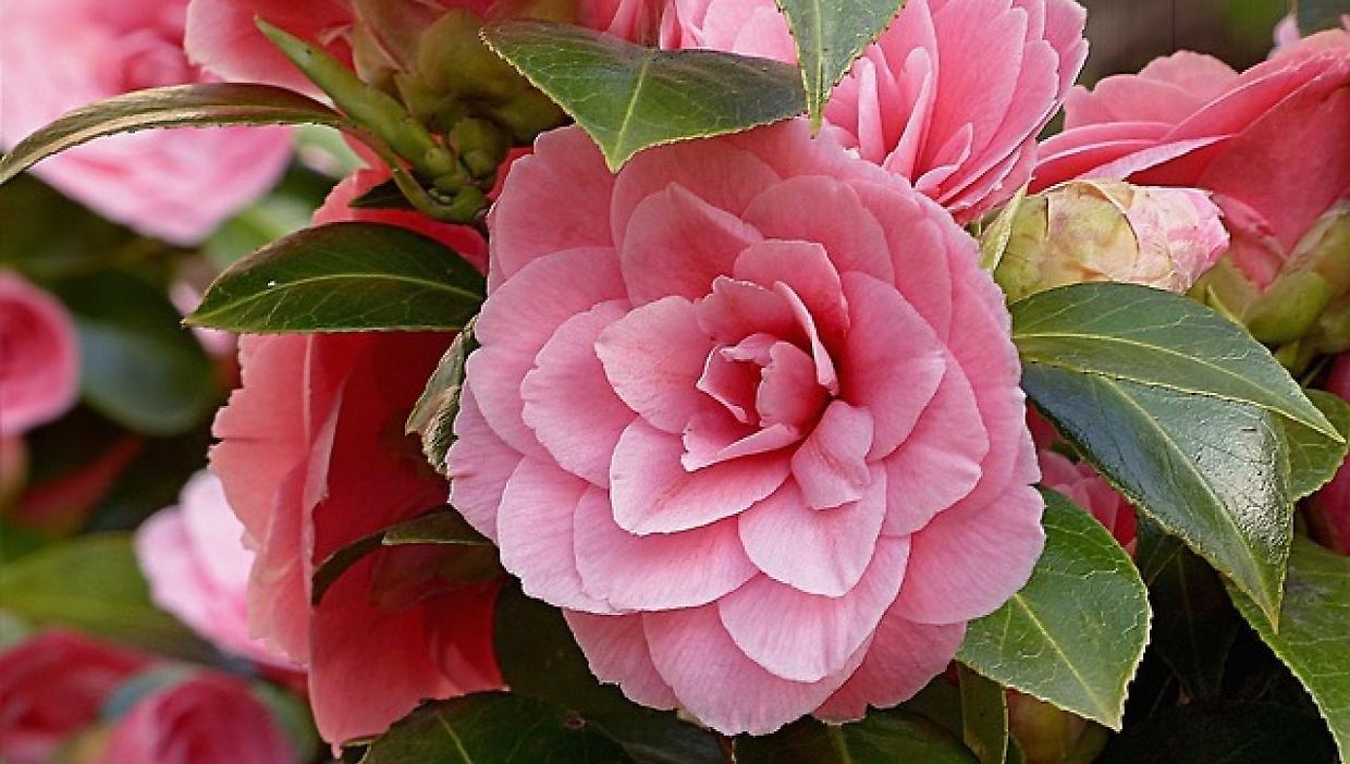 Fioriscono le camelie: un weekend di colori e scoperte botaniche