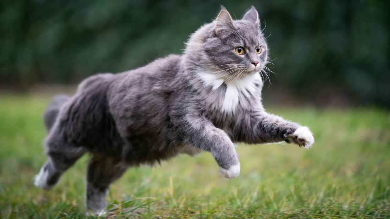 Malattie renali nei gatti: un pericolo silenzioso da non sottovalutare