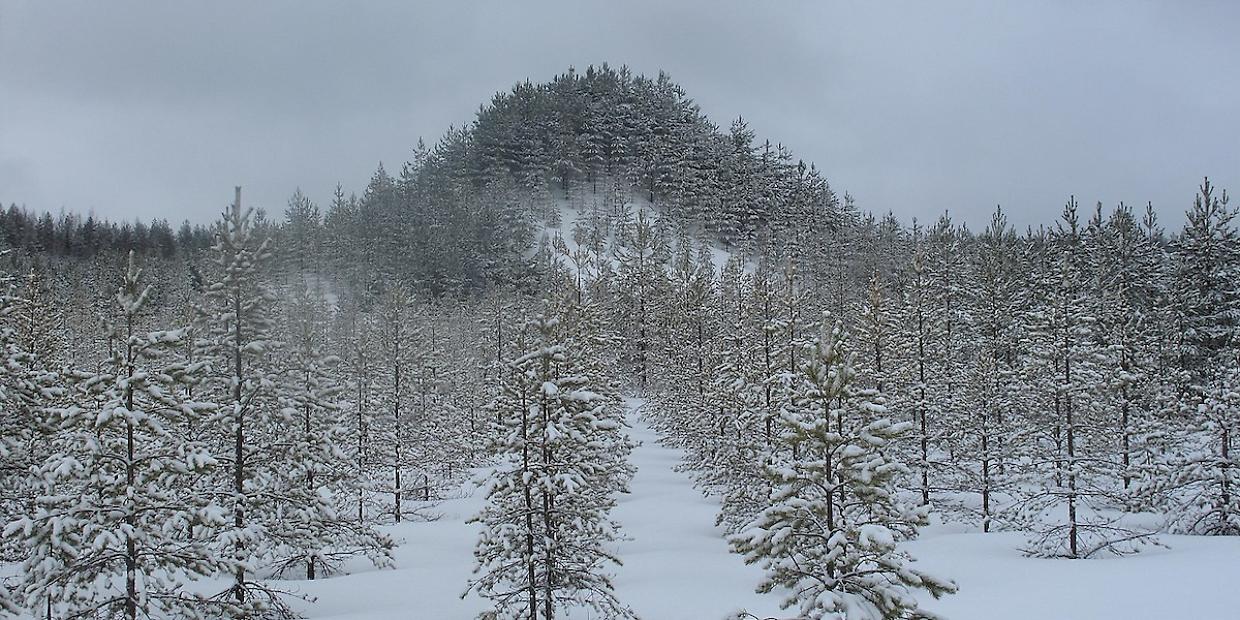 La "Montagna degli Alberi": un'opera vivente di Agnes Denes
