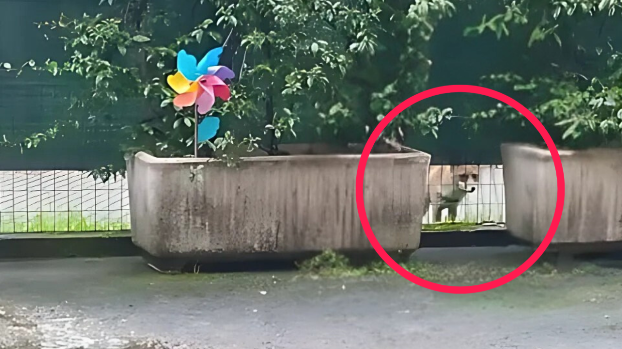 Una volpe a San Donato. Il curioso avvistamento a Torino