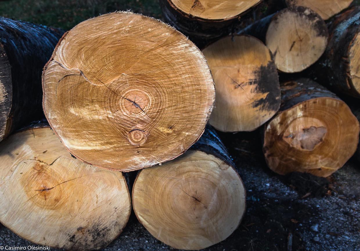 Condove rinnova il cimitero: via gli alberi per un futuro più sicuro e decoroso