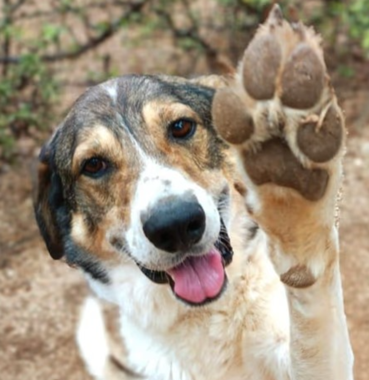 MIRO’ cerca casa: 40kg di amore puro