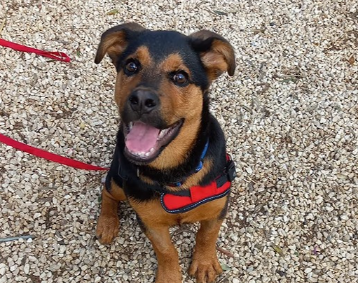 ZEUS ha solo 3 mesi e cerca una famiglia