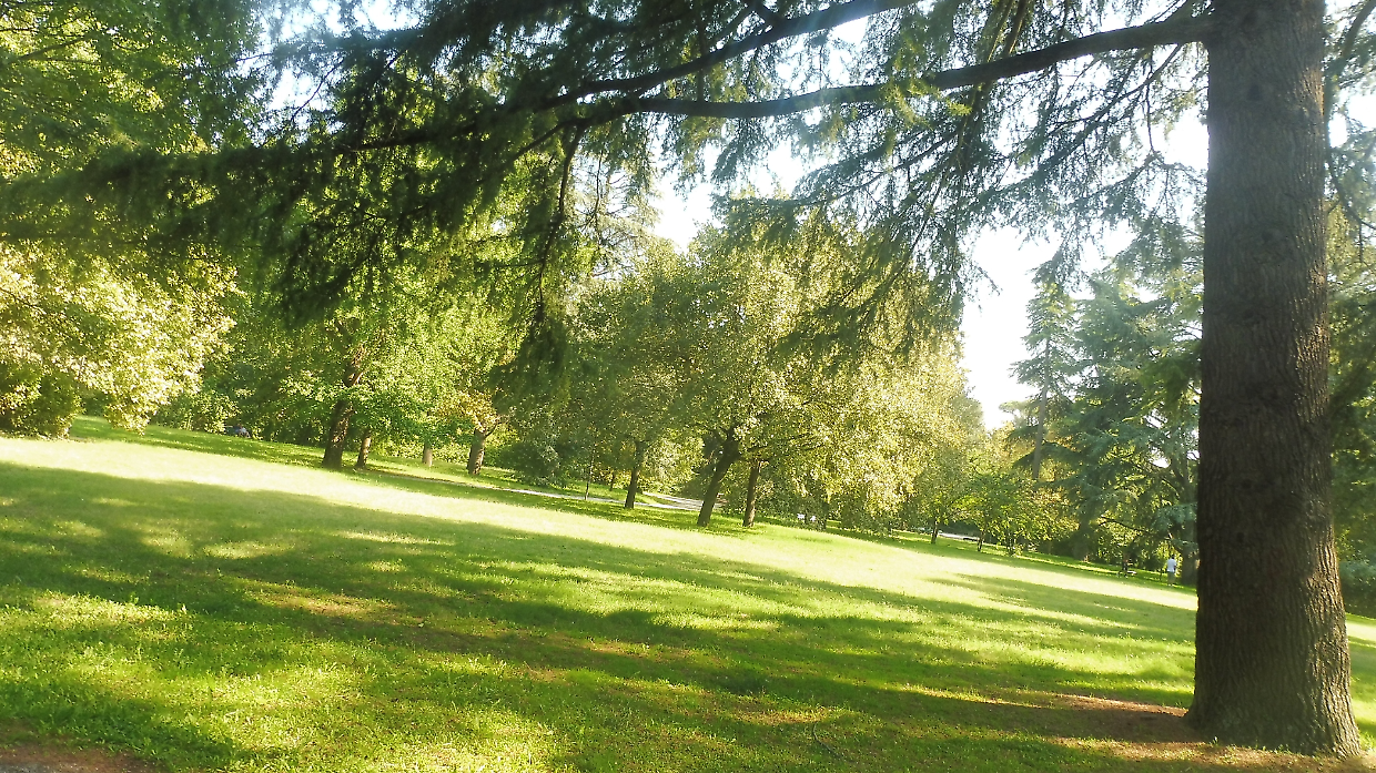 Grugliasco respira: 290 nuovi alberi per un futuro più verde