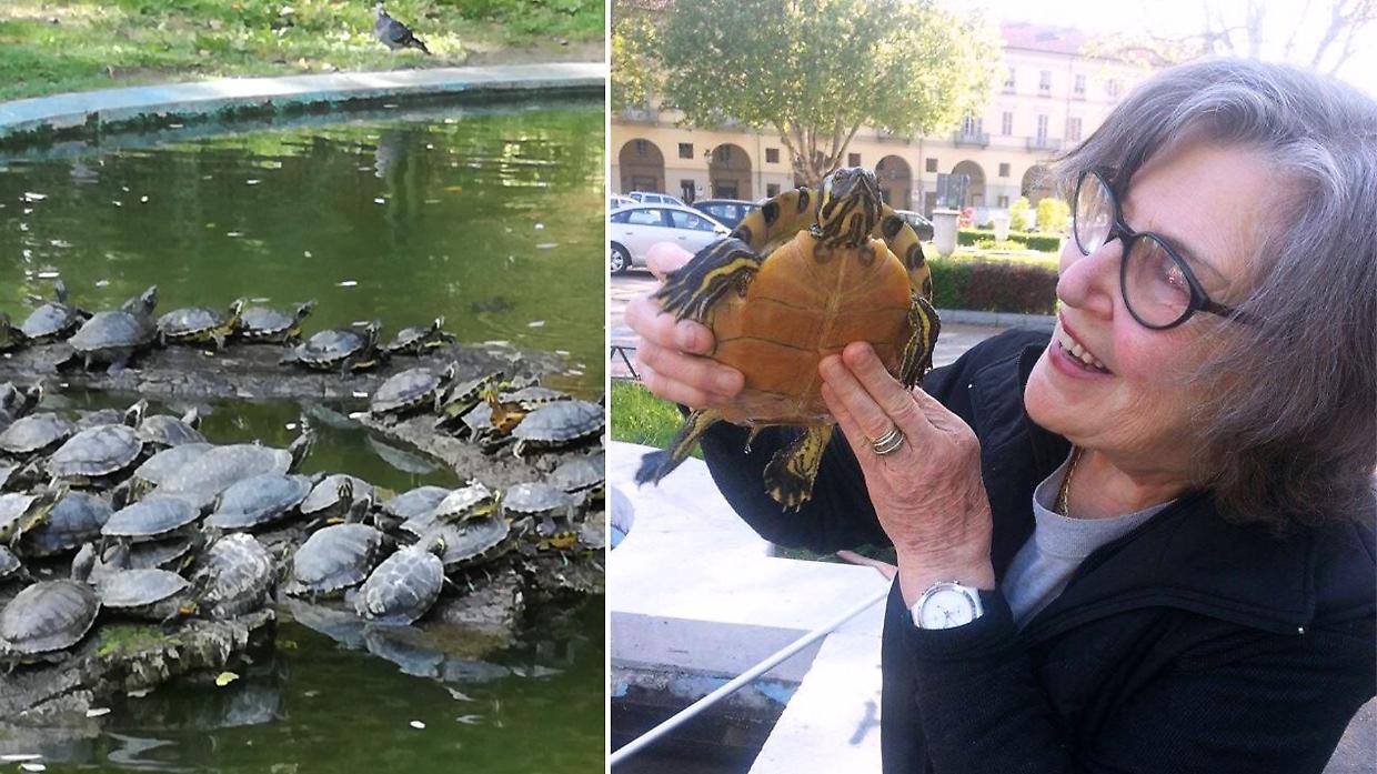 Tartarughe, carpe e pesci rossi in salvo: Asti pulisce il suo laghetto, e lo fa con il cuore