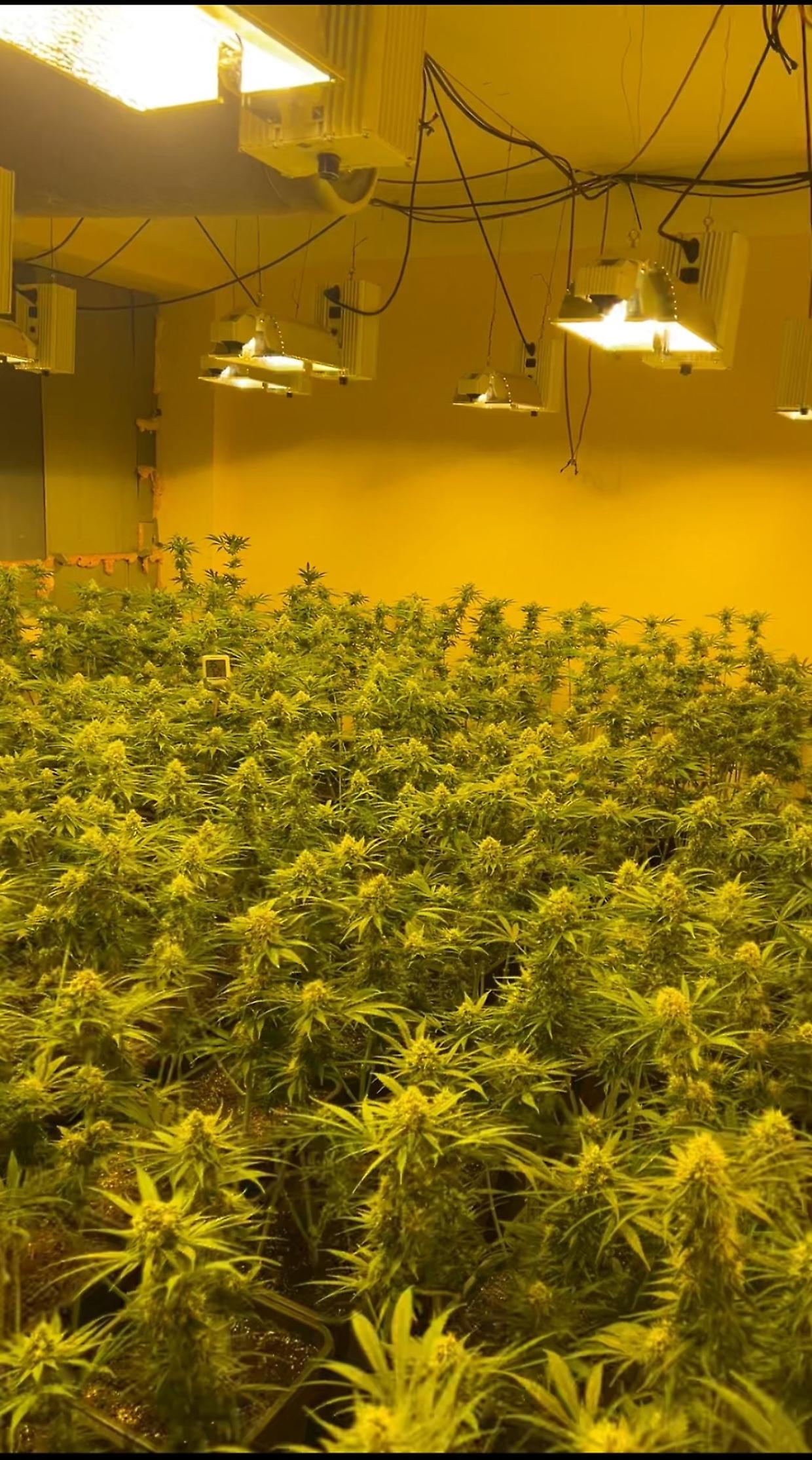 Scoperta una "foresta" di marijuana: oltre 700 arbusti sequestrati e due arresti