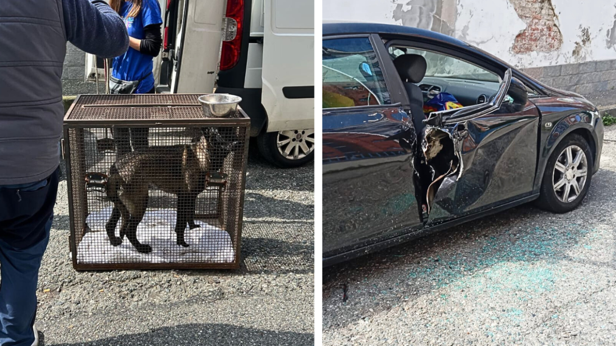 Due cani chiusi in auto da 24 ore, mobilitazione per salvarli