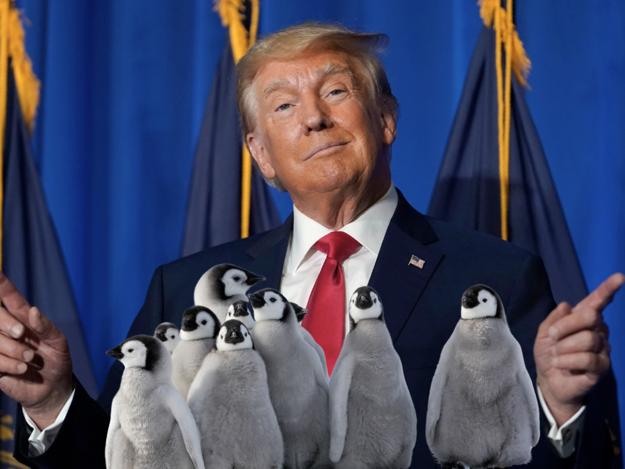 Dazi USA alle Isole Heard e McDonald: la nuova strategia commerciale di Trump colpisce anche i pinguini
