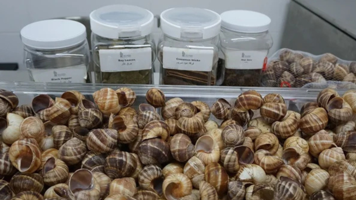 La rinascita delle lumache in Tunisia: da cibo povero a fonte di reddito per i giovani disoccupati