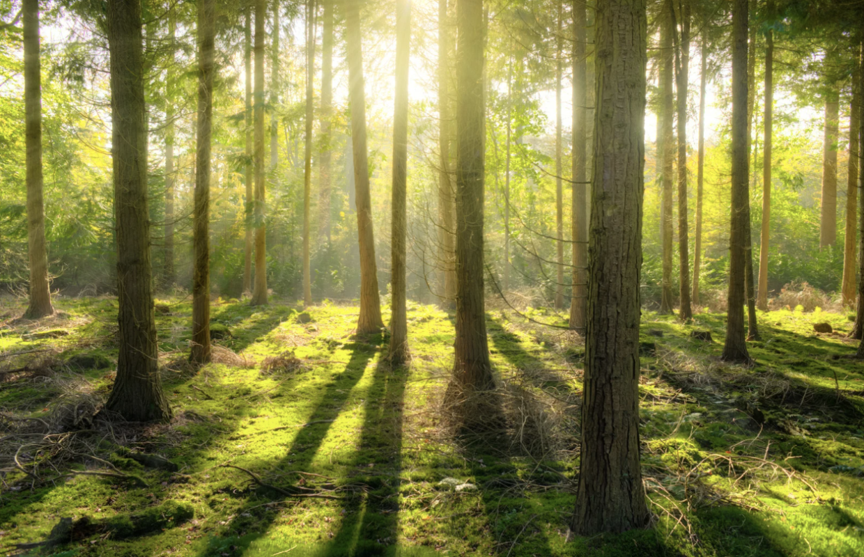 La regola 3-30-300: come gli alberi possono migliorare la vita in città
