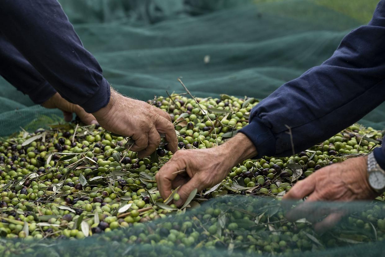 Moncalvo: la rinascita dell'olivicoltura piemontese e il prestigioso riconoscimento di Città dell'Olio