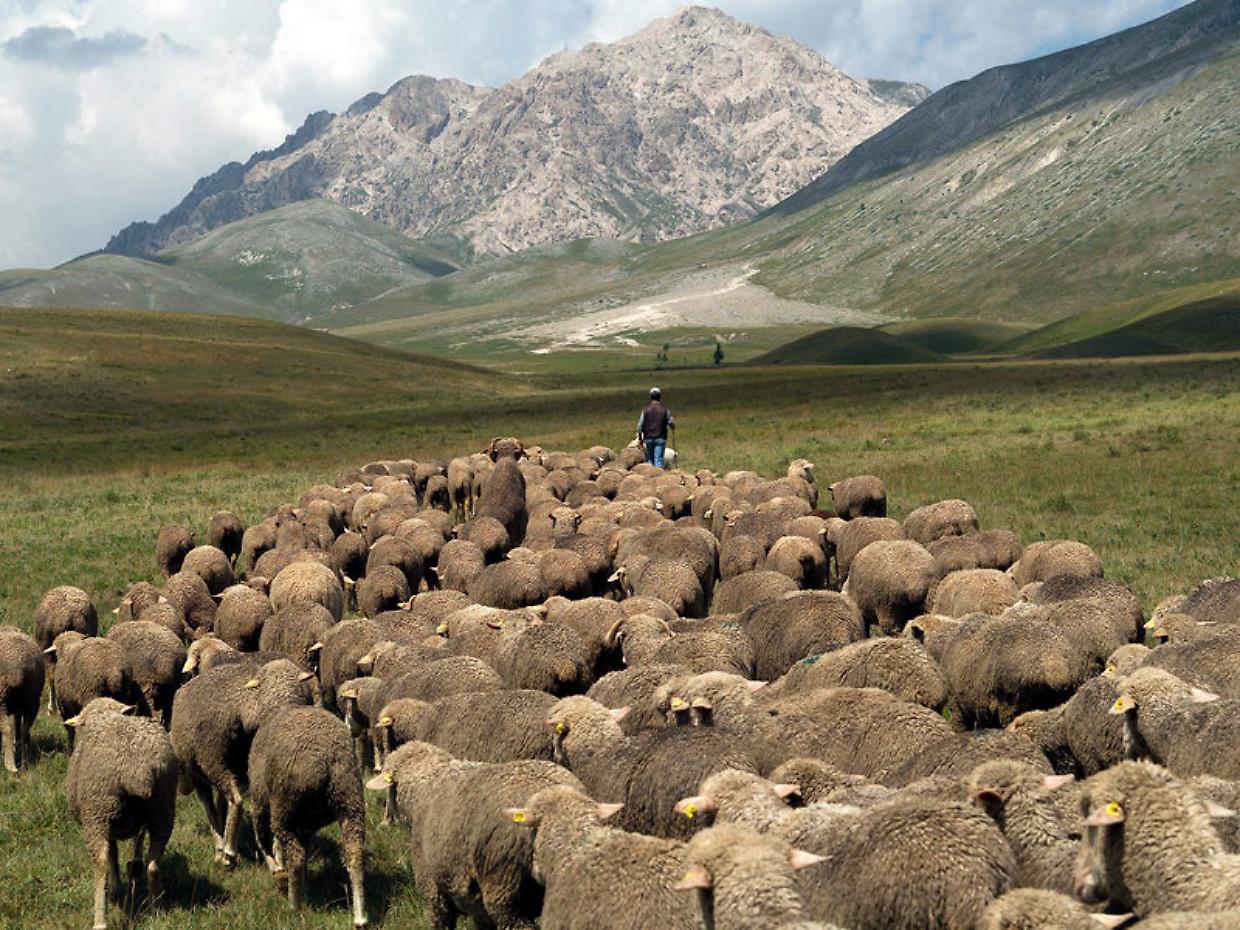 Come pecore e capre salvaguardano il territorio piemontese