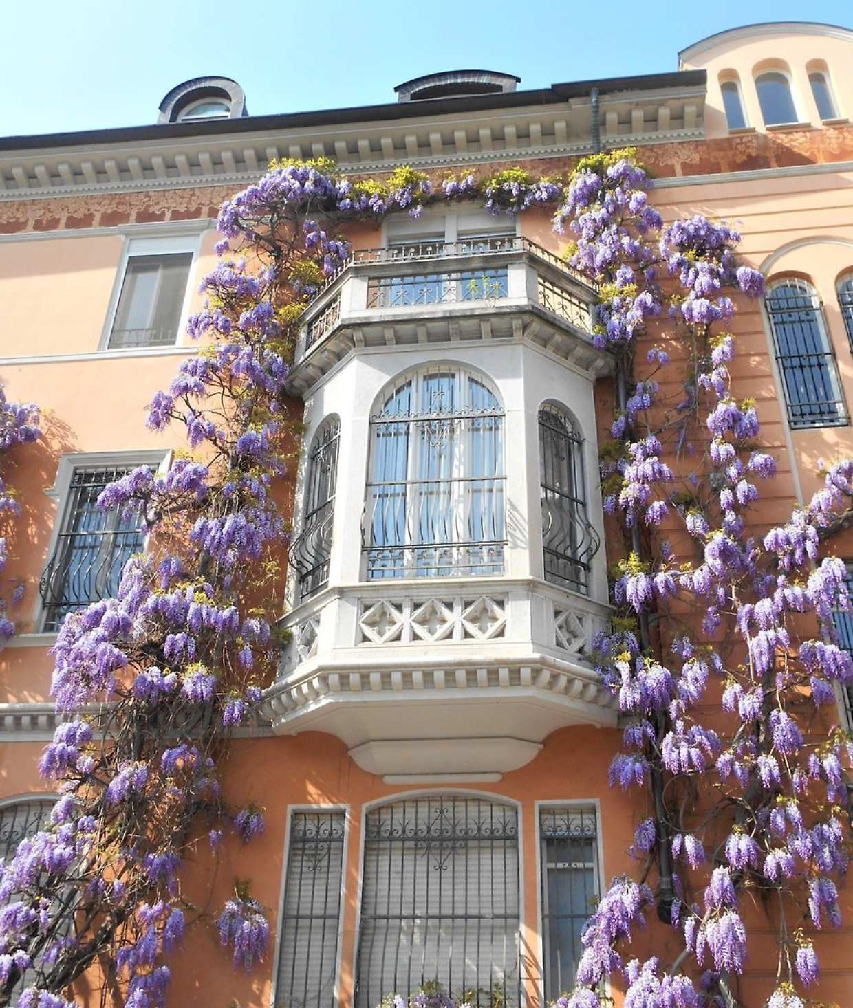 A Torino &egrave; tornato a fiorire il glicine secolare: la &ldquo;casa pi&ugrave; fotografata&rdquo; della primavera incanta ancora