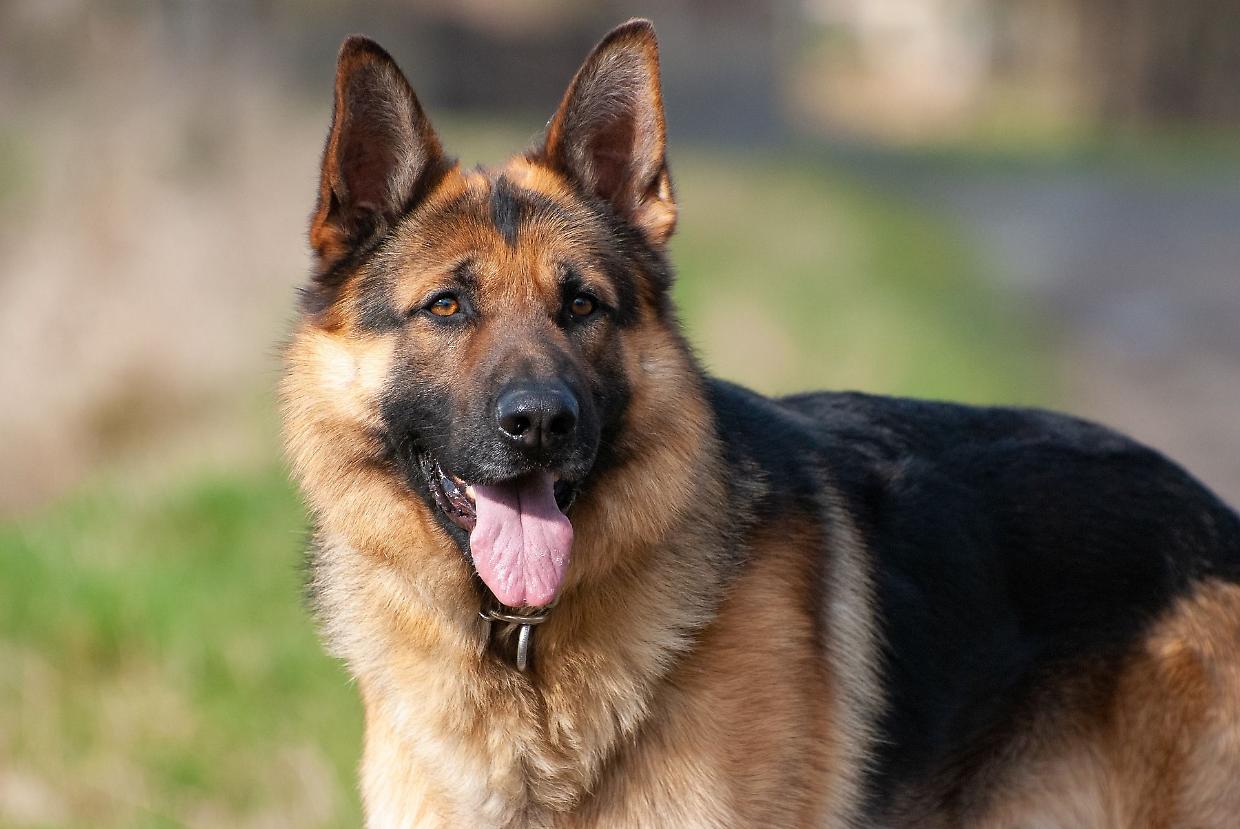 Ladri di cani, nel mirino le taglie grandi «Combattimenti o estorsioni, pericolo»