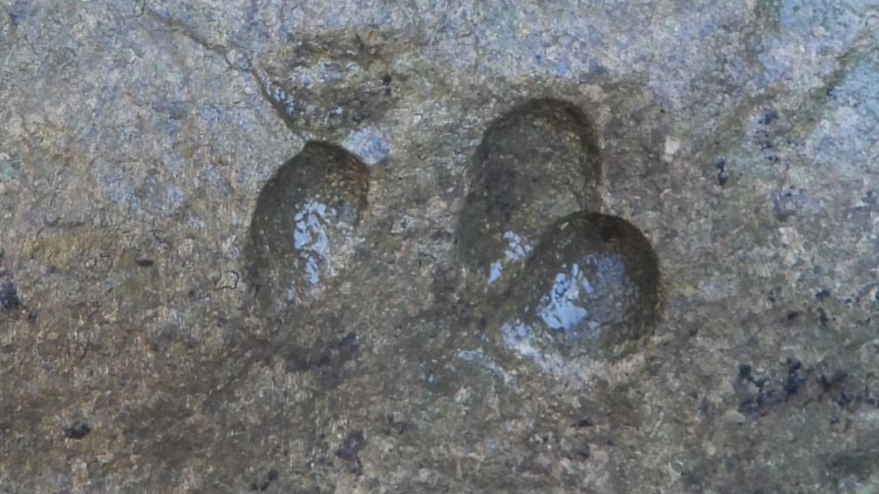 Tracce di dinosauri in Italia: negli anni '80 si pensava che non fossero mai esistiti