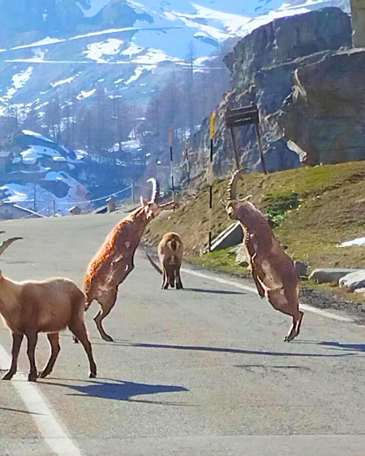 In strada spuntano gli stambecchi: lo spettacolo della natura in provincia di Torino