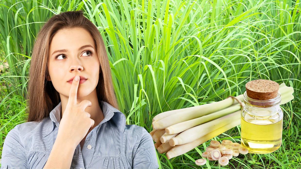 Profuma di limone, ma non lo è: il segreto del lemongrass e dei suoi benefici