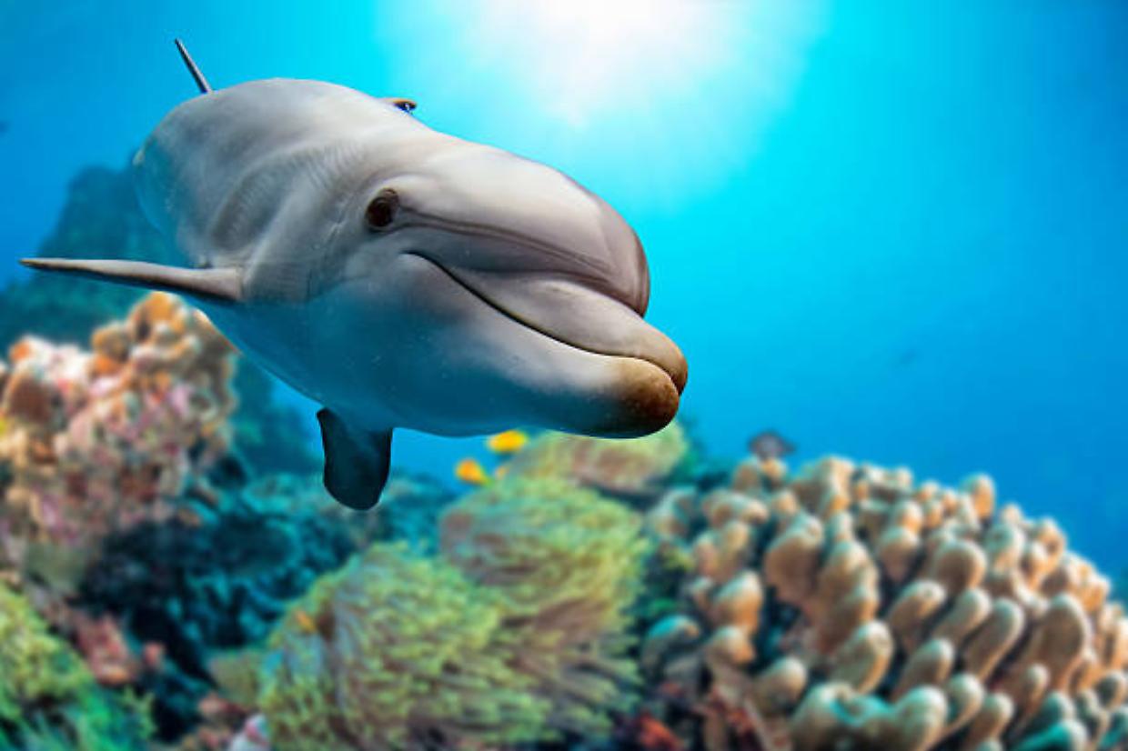 Giornata Mondiale dei Delfini: proteggere i custodi dell'armonia marina e i nostri ecosistemi