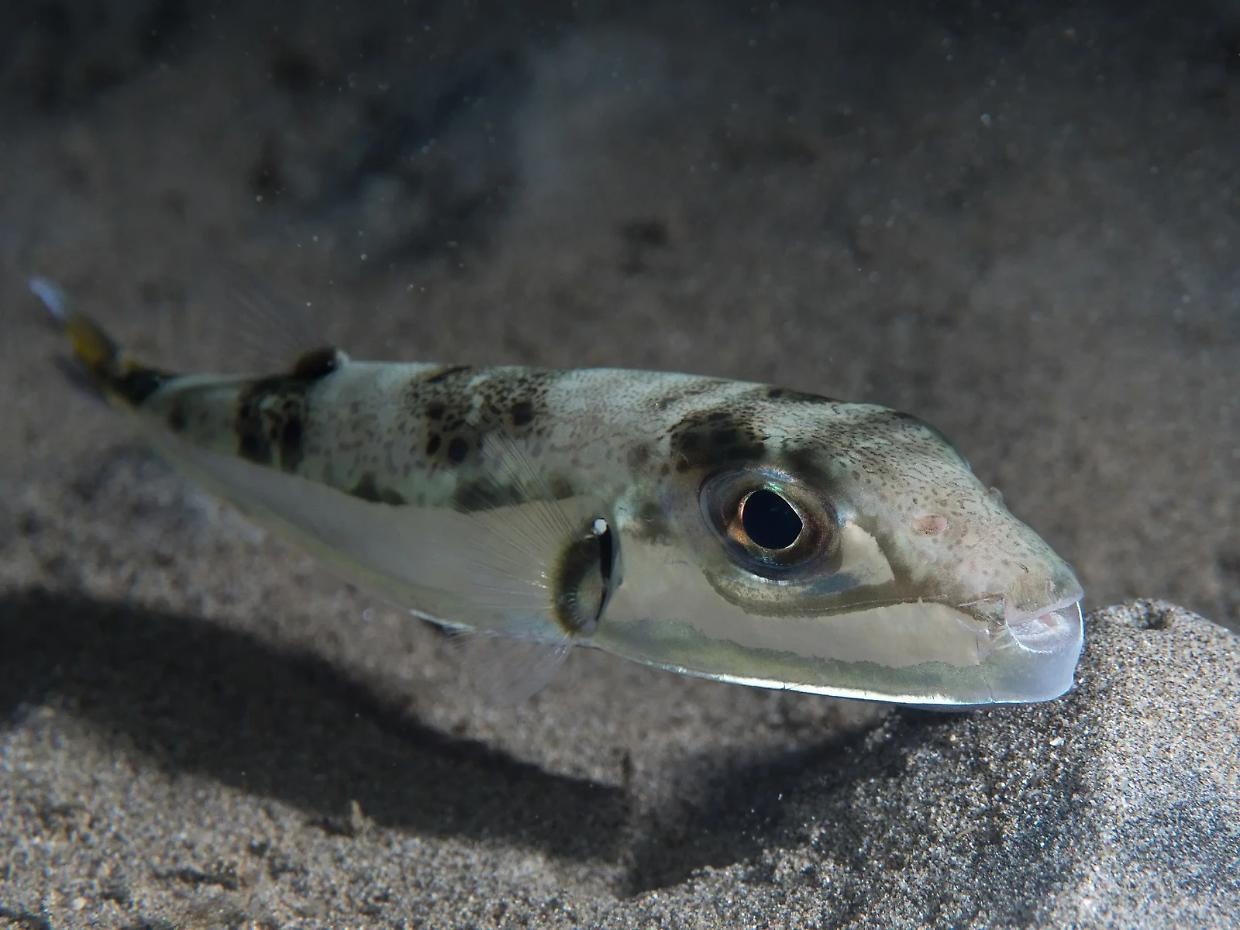 Pesce palla velenoso avvistato nell'Adriatico