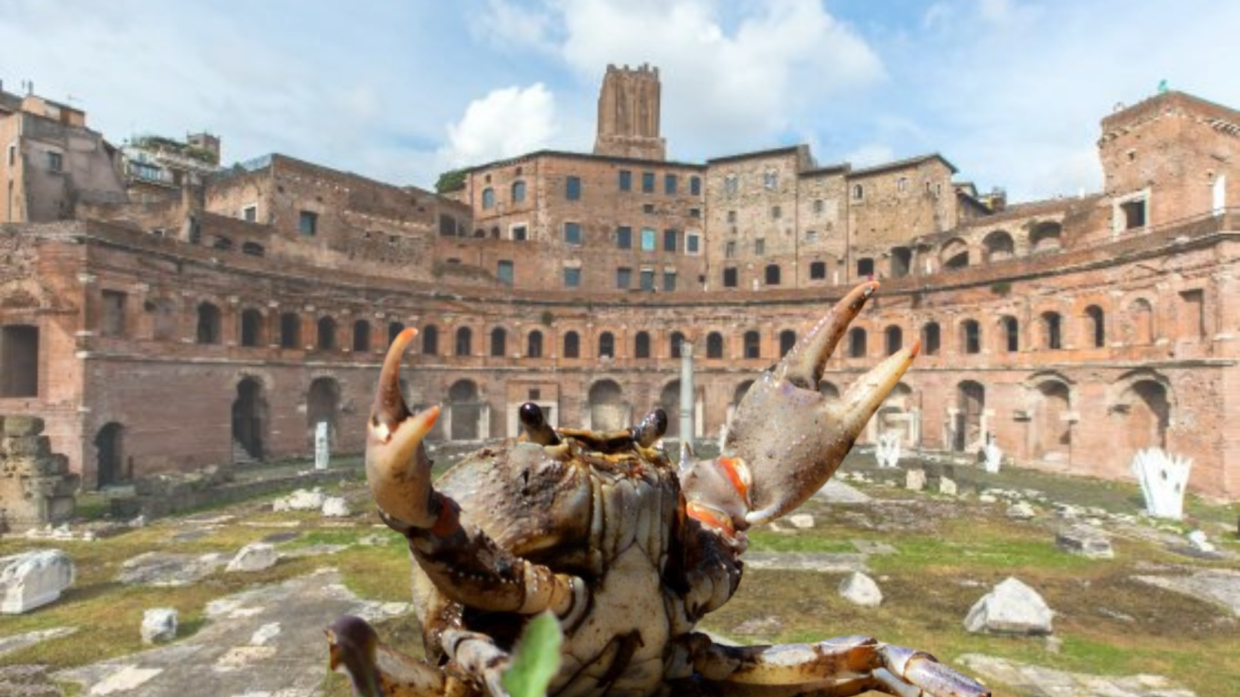 Scoperti granchi giganti del Foro di Traiano: una colonia preistorica sotto Roma