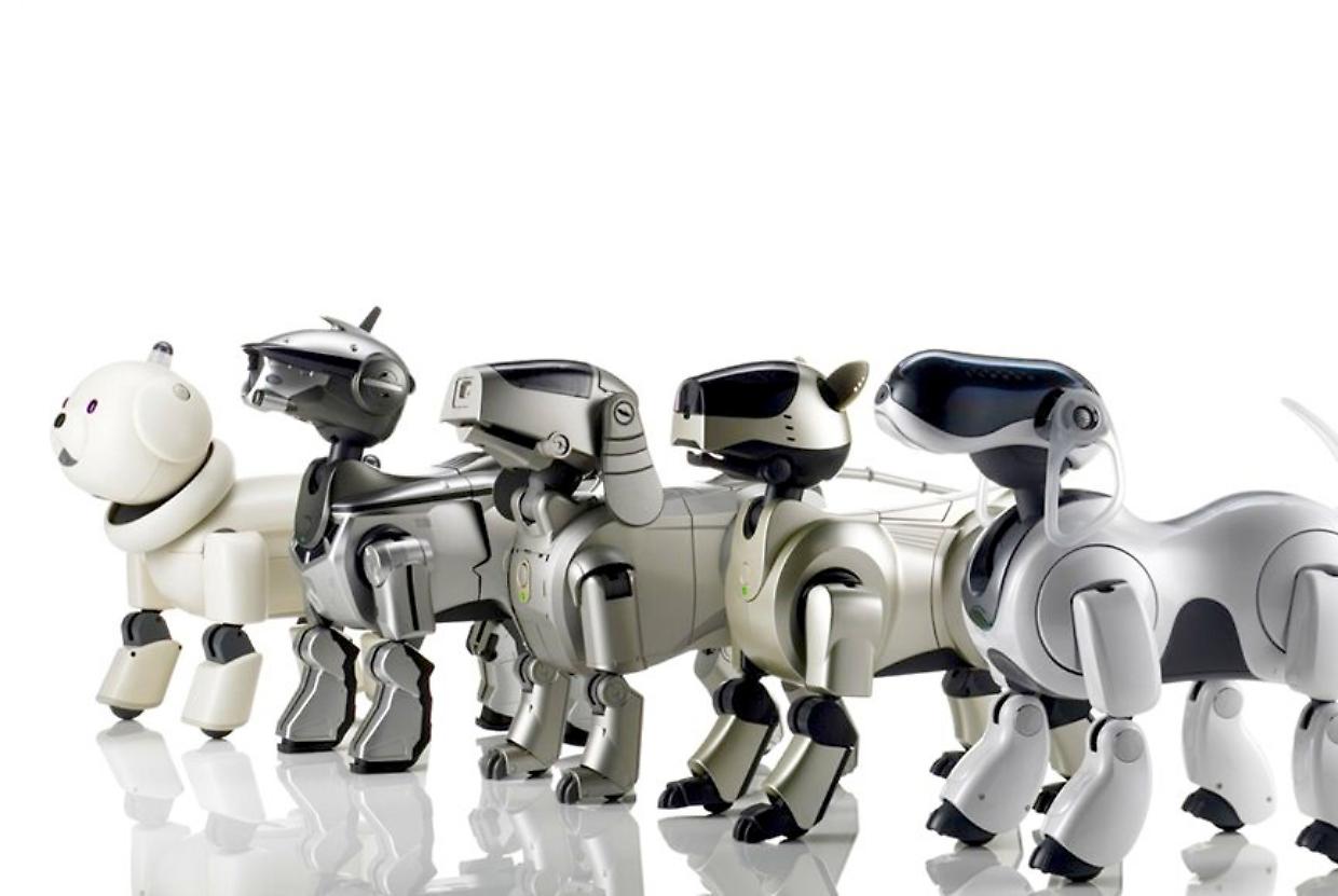 Apre a Torino il primo negozio di cani robot, ecco quando e dove