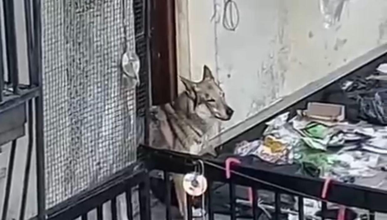 Cane abbandonato sul terrazzo: i padroni chiamano la polizia municipale