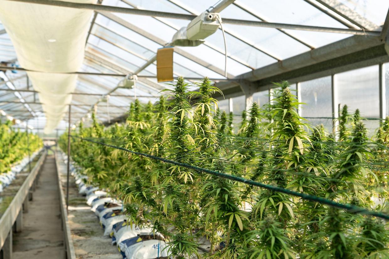 Cannabis light fuori legge: il nuovo decreto blocca un intero settore