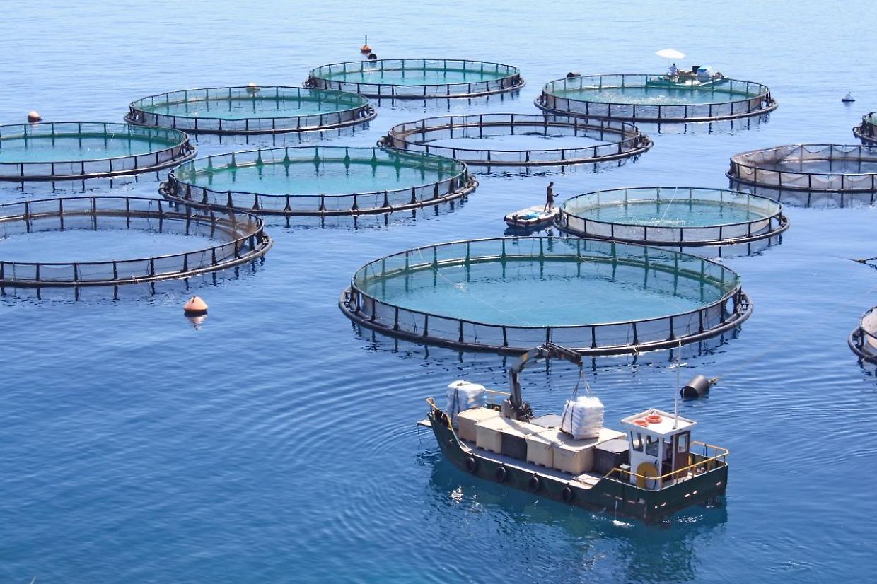 Consumo di pesce in Italia: solo il 28% mangia pesce fresco settimanale