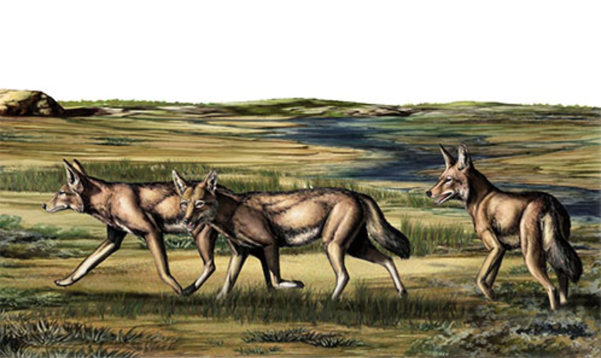 Scoperto in Piemonte un fossile di Eucyon: l'antenato dei lupi che svela segreti evolutivi