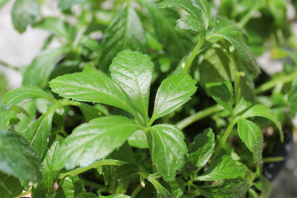 L'erba dell'immortalità: ecco i superfood che possono allungarti la vita (in teoria)