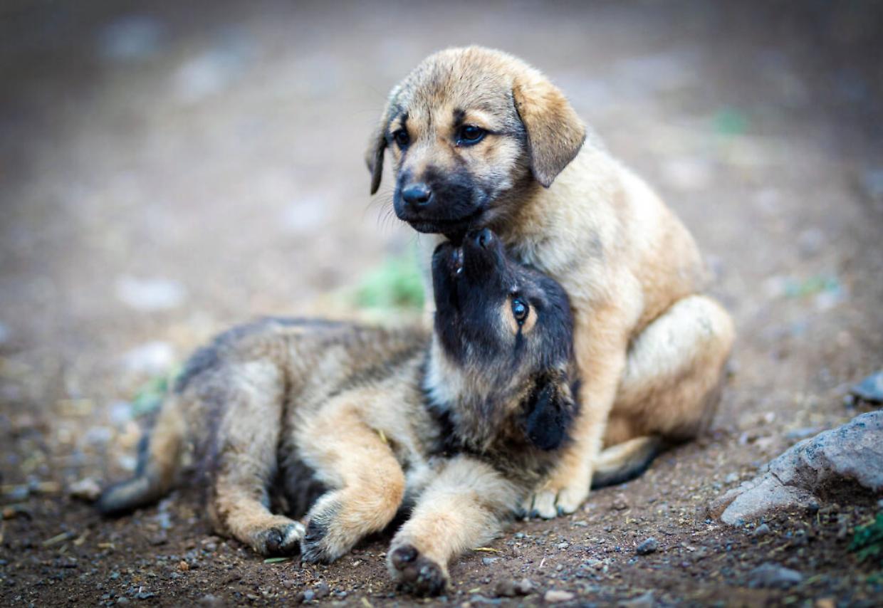 Maltrattamento di animali: cani e gatti abbandonati in camper, denunciato un 70enne