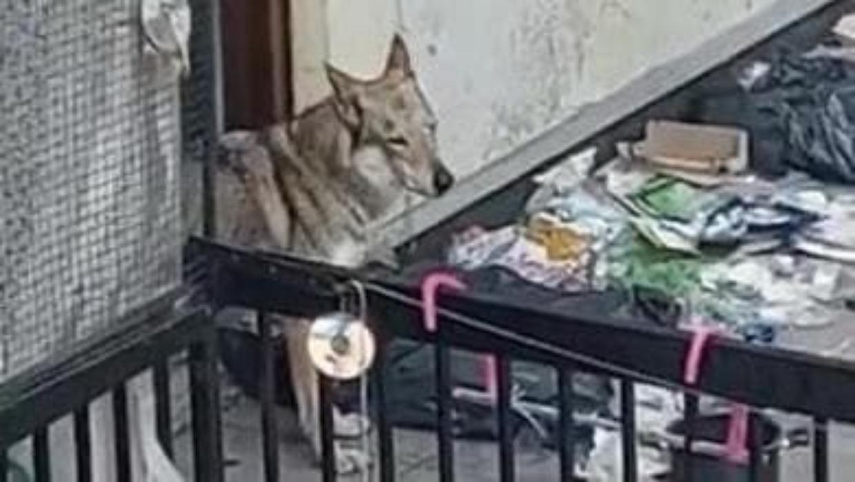 Cane abbandonato sul terrazzo: annullata la manifestazione