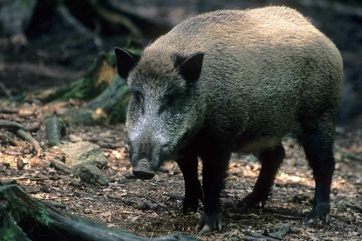 Parco del Ticino, corso per operatori al controllo del cinghiale: iscrizioni entro il 30 settembre